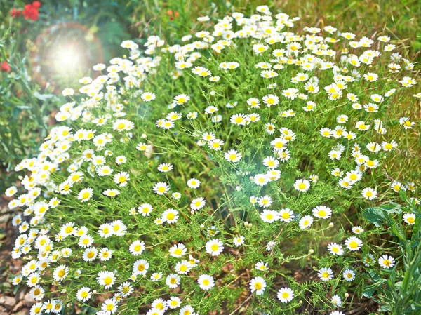 Grünes Gras und Kamille in der Natur — Stockfoto