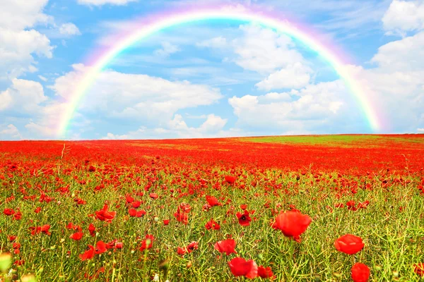 Táj-pipacs mező piros virágok, természeti táj és a szivárvány — Stock Fotó
