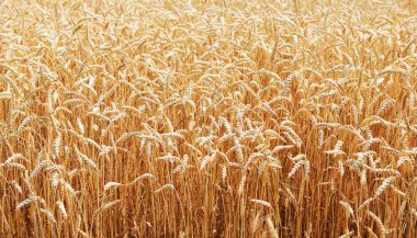 Altın buğday alan ekmek doğa arka plan