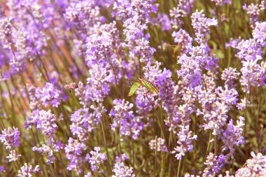 Lavanta çiçek leylak doğa yaz alan arka plan