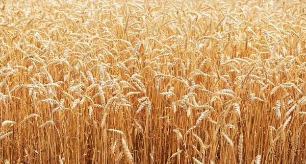 Golden wheat field bread nature background — Stock Photo, Image
