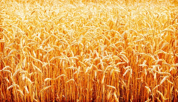 Goldenes Weizenfeld Brot Natur Hintergrund — Stockfoto