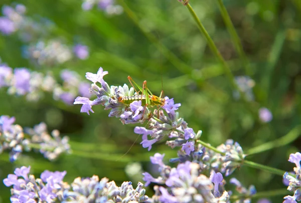 Flores de lavanda lilás natureza verão campo fundo — Fotografia de Stock