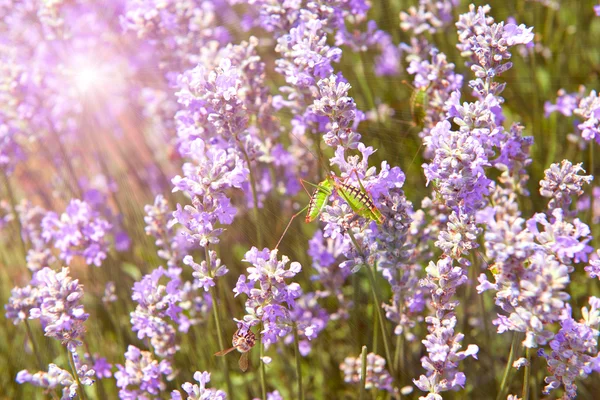 Flores de lavanda lilás natureza verão campo fundo — Fotografia de Stock