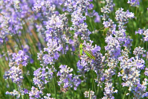 Flores de lavanda lilás natureza verão campo fundo — Fotografia de Stock