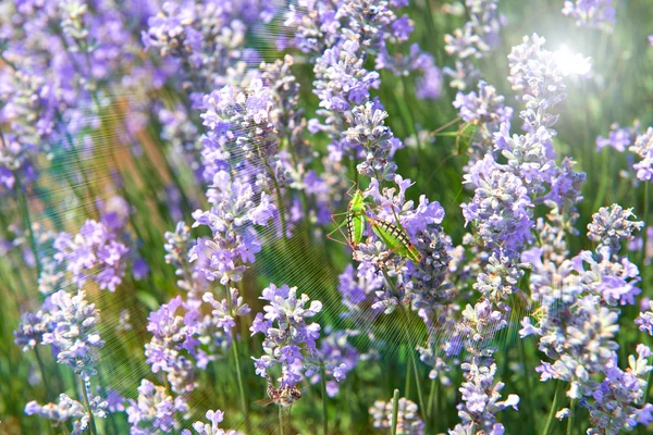 Lavender flowers lilac nature summer field background — Stock Photo, Image