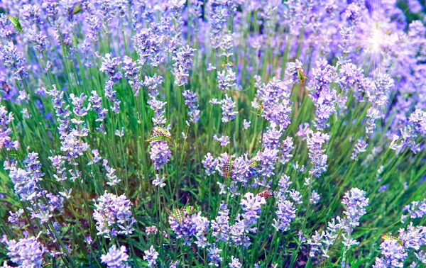 Tle pola lato Natura Lawenda kwiaty bzu — Zdjęcie stockowe