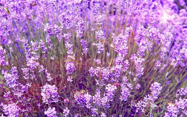 Flores de lavanda lilás natureza verão campo fundo — Fotografia de Stock