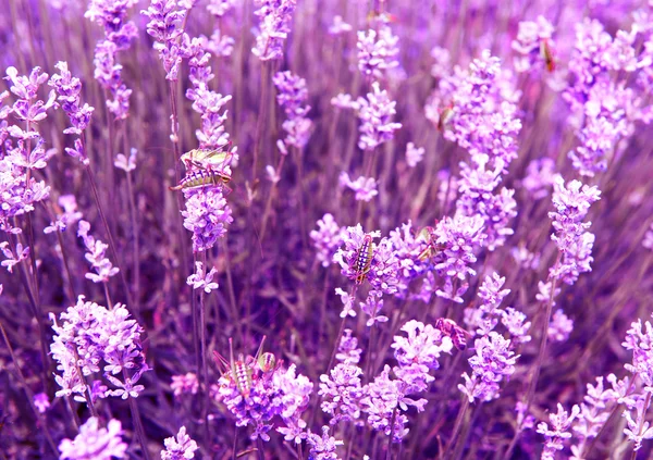 Flores de lavanda lilás natureza verão campo fundo — Fotografia de Stock