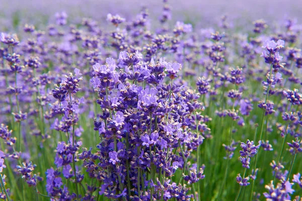 Flores de lavanda lilás natureza verão campo fundo — Fotografia de Stock