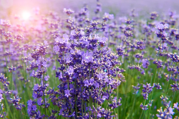 Flores de lavanda lilás natureza verão campo fundo — Fotografia de Stock