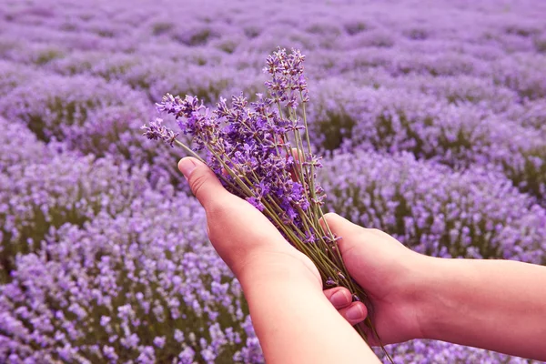 Bukiet kwiatów lawendy liliowy w rękach na tle pola lawendy i słońce — Zdjęcie stockowe