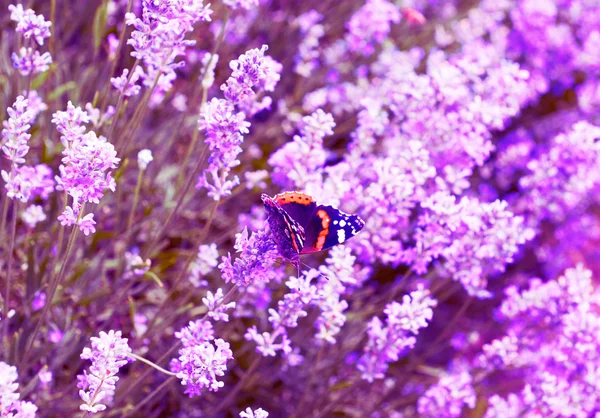 Borboleta na lavanda lilás flores campo fundo — Fotografia de Stock