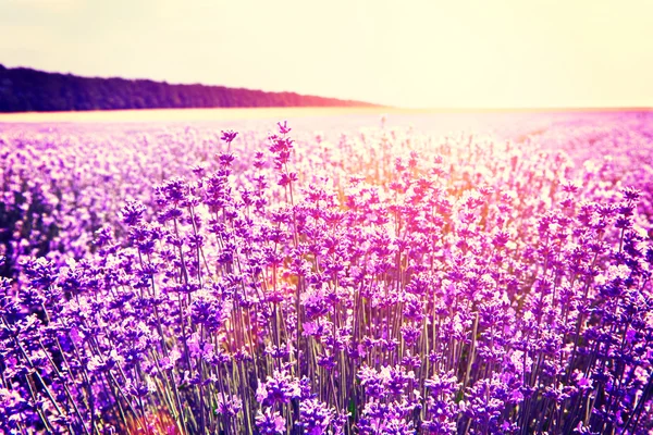Levendula lila virágok természet nyári mező háttér — Stock Fotó