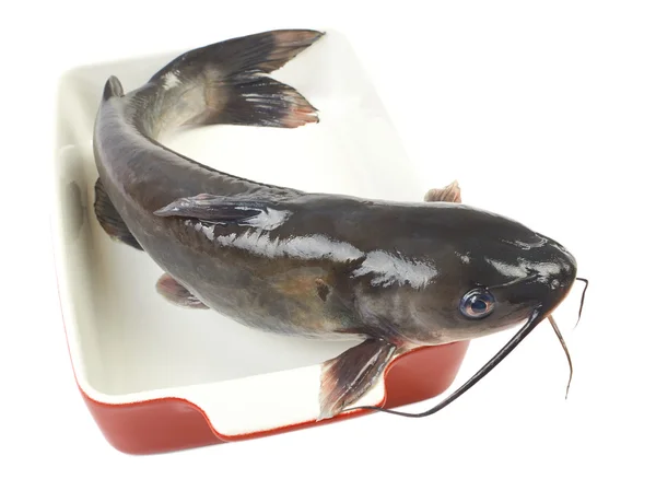 Channel catfish in een keramische bakken schotel koken geïsoleerd op whi — Stockfoto