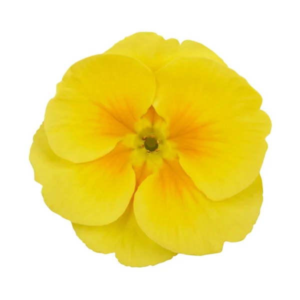 Primrose gul blomma violett isolerad på vit bakgrund — Stockfoto