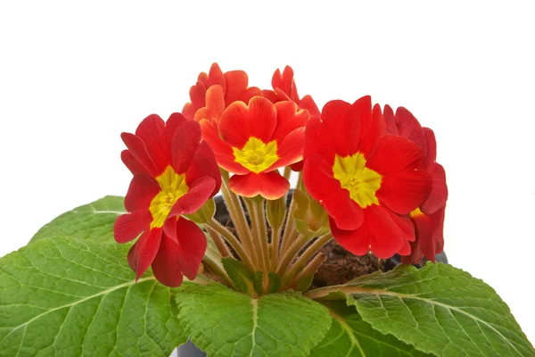 Primrose rode bloem violet geïsoleerd op witte achtergrond — Stockfoto