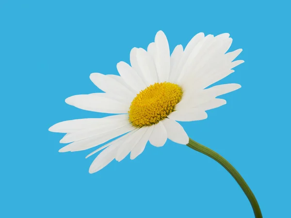 Blume weiße Kamille Gänseblümchen auf blauem Himmel Hintergrund — Stockfoto