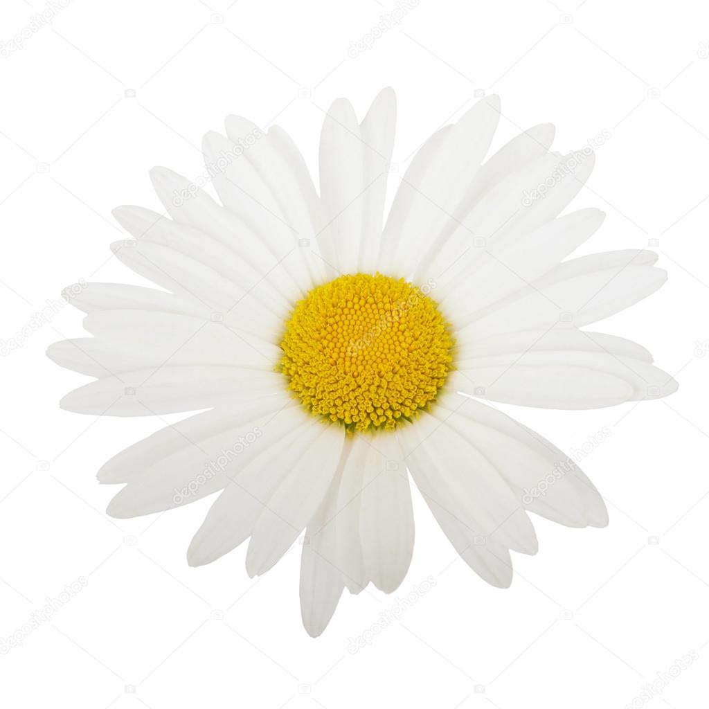 White daisy camomile flower on a white background
