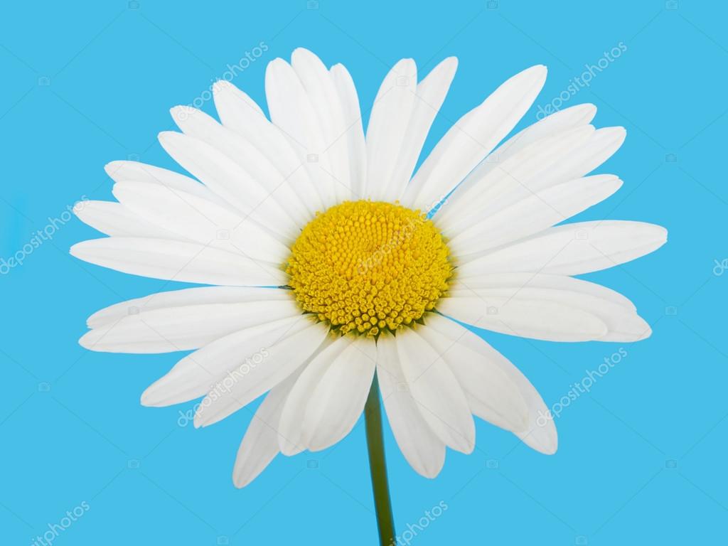 Flower white chamomile daisies on blue sky background