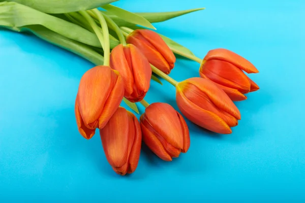 Flowers red tulips on blue sky background — Stock Photo, Image