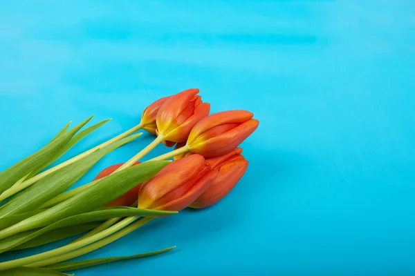 Flowers red tulips on blue sky background — Stock Photo, Image