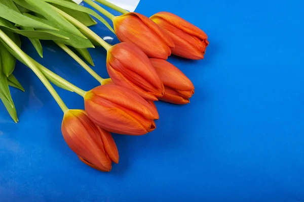 Flowers red tulips on blue sky background — Stock Photo, Image