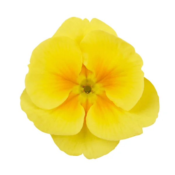 Primrose yellow flower violet isolated on white background — Stock Photo, Image