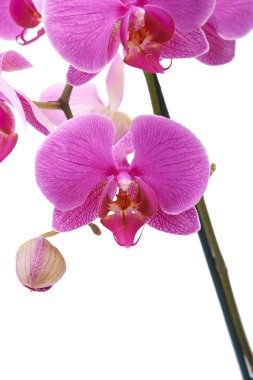 Beyaz bir arka plan üzerinde pembe orkide çiçek bitki