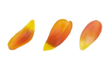 Beyaz zemin üzerine kırmızı lale çiçek yaprakları