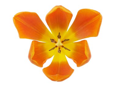 Beyaz zemin üzerine kırmızı lale çiçek