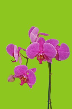 Pink orchid flower on spring green background clipart