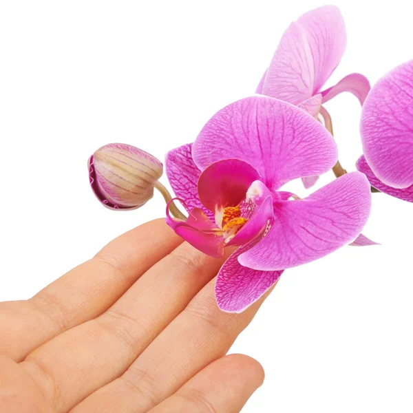 Planta rosa da flor da orquídea em um fundo branco — Fotografia de Stock