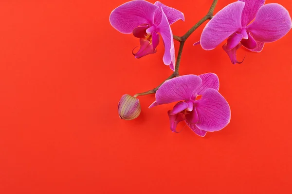 Flor de orquídea rosa na primavera amor fundo vermelho — Fotografia de Stock