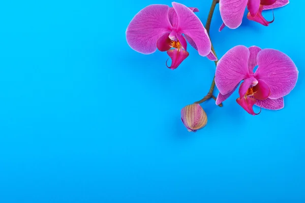 Flor de orquídea rosa no fundo do céu azul primavera — Fotografia de Stock
