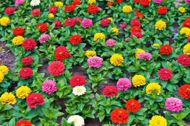 Beautiful bright flowers tsiniya