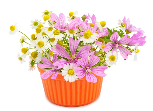 Schöne Frühlingsblumen — Stockfoto