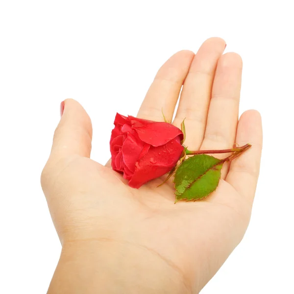 Czerwona róża w ręku — Zdjęcie stockowe