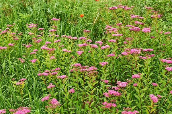 Glade spring flowers — 图库照片