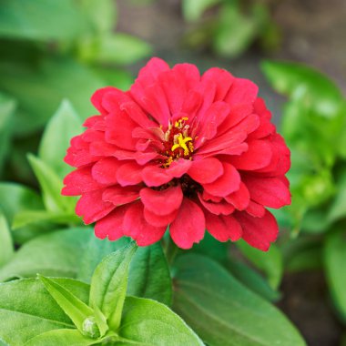 Beautiful bright flowers tsiniya