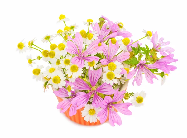 Schöne Frühlingsblumen — Stockfoto