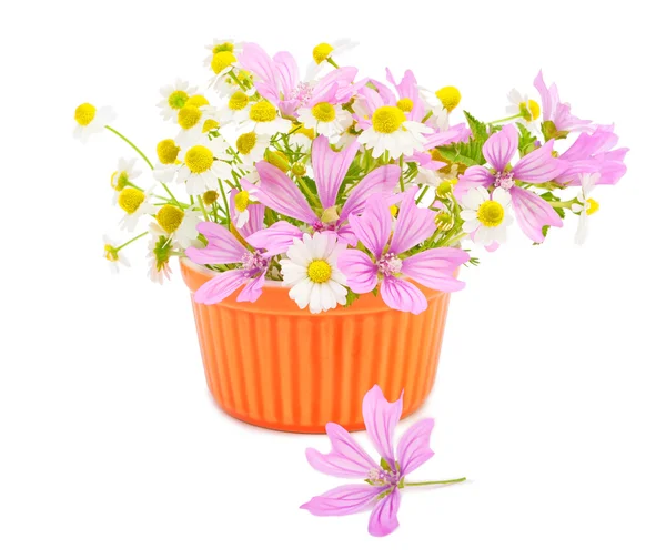 Schöne Frühlingsblumen — Stockfoto