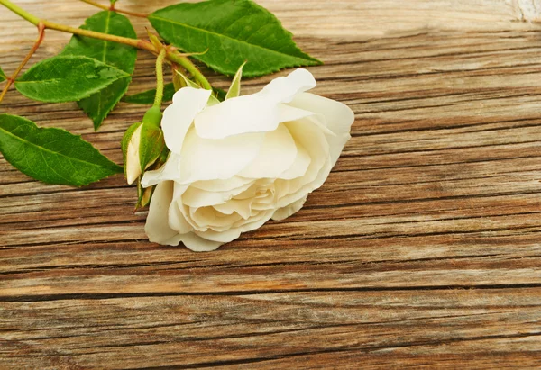 木制底座上的白玫瑰 — 图库照片