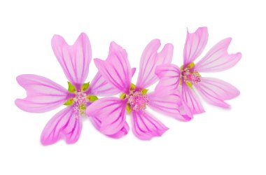 Güzel bahar çiçekleri