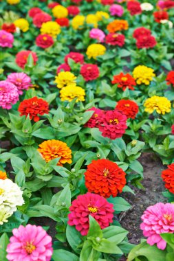 Beautiful bright flowers tsiniya