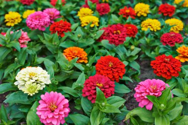 Beautiful bright flowers tsiniya