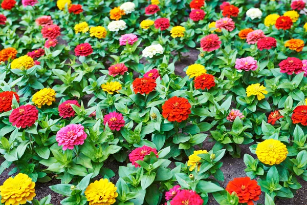 Beautiful bright flowers tsiniya — Stock Fotó