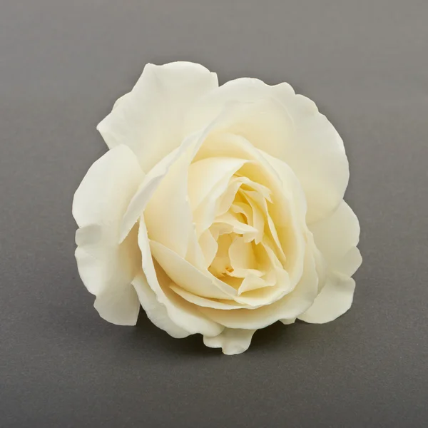 Biała róża na szarym tle — Zdjęcie stockowe
