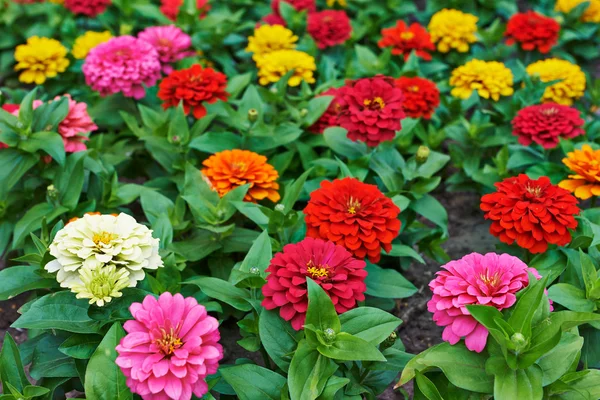 Beautiful bright flowers tsiniya — 图库照片