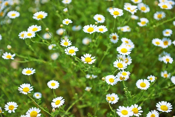 Groen gras en kamille in de natuur — Stockfoto